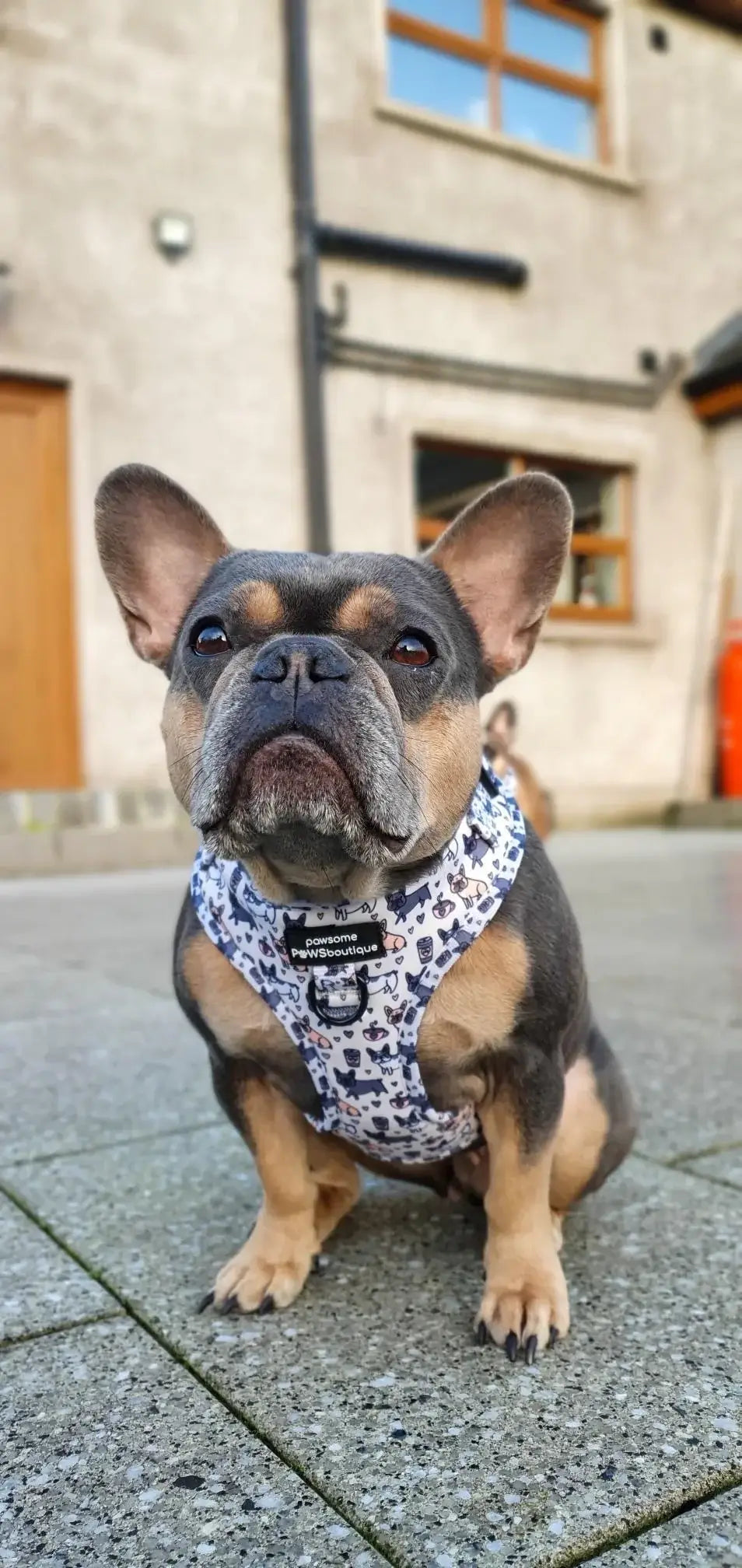 Frenchie puppy best sale harness