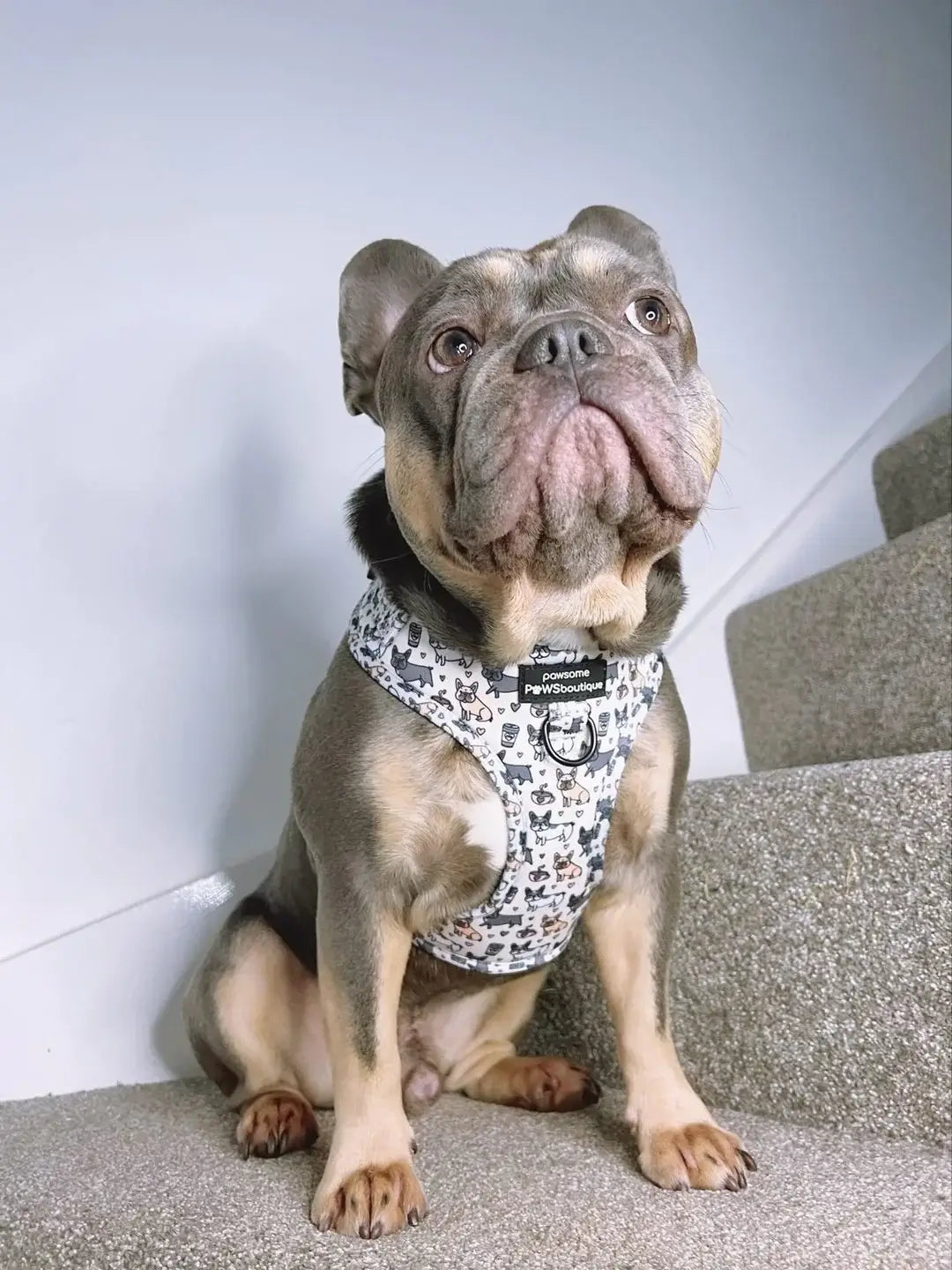 Pawsome Paws Boutique Harness Frenchie Frappuccino Medium