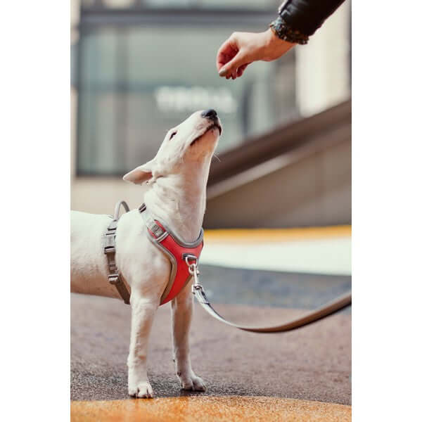 Hurtta Venture No-Pull Harness Coral 40-45cm