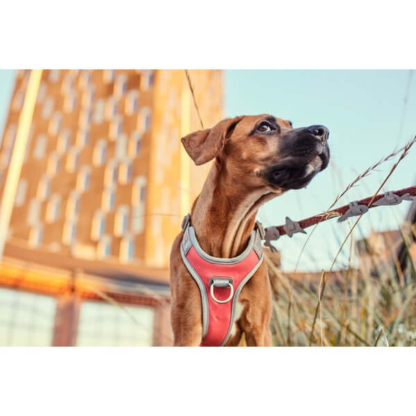 Hurtta Venture No-Pull Harness Bilberry 60-80cm