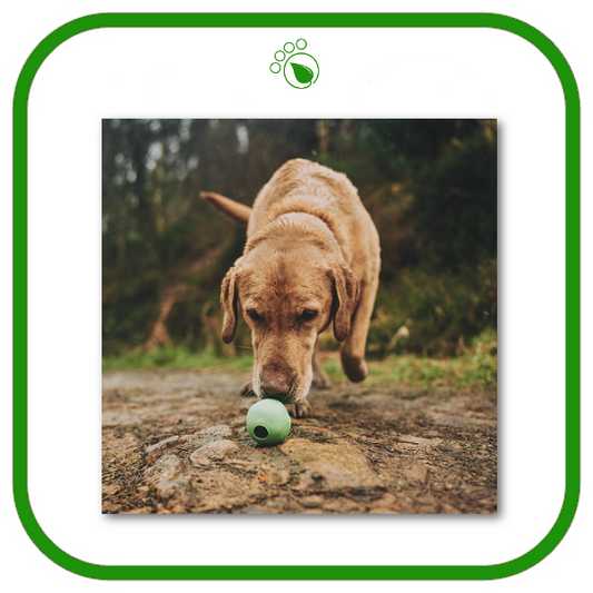 Beco Natural Rubber Treat Ball - Medium Green