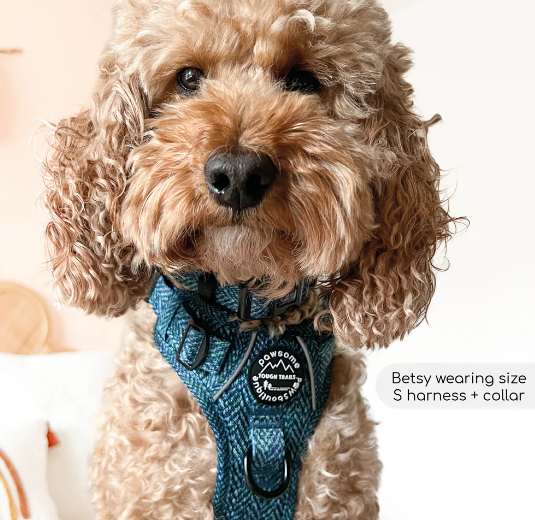 Pawsome Paws Boutique - Country Teal Collar - Medium