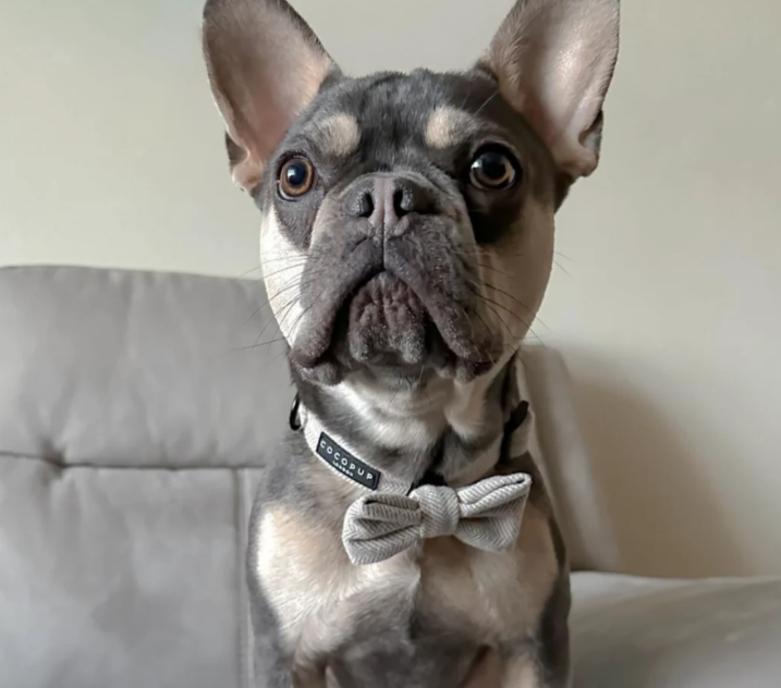 Cocopup Tweed Collar XS