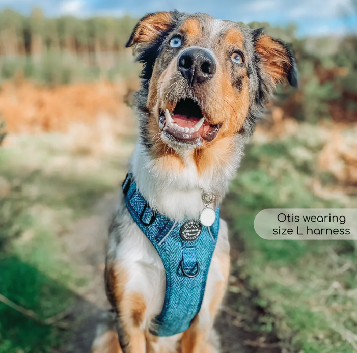 Pawsome Paws Tough Trails Harness - Country Teal - Small