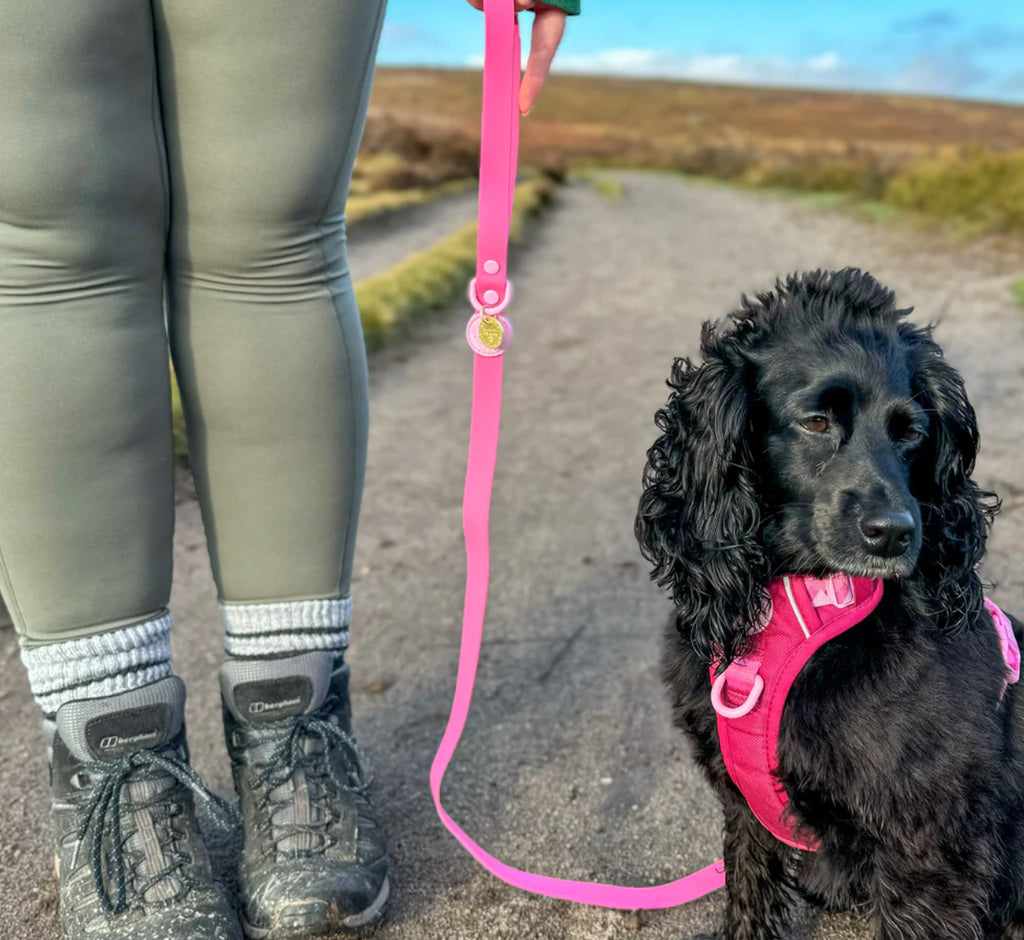 Pawsome Paws Waterproof Lead Wine