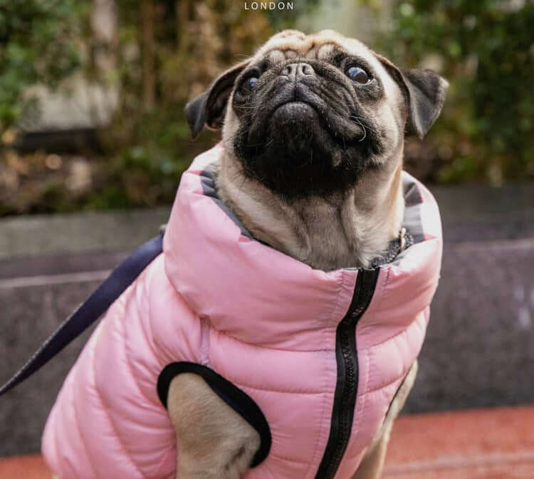 Hugo & Hudson Light Pink Puffer Jacket M40