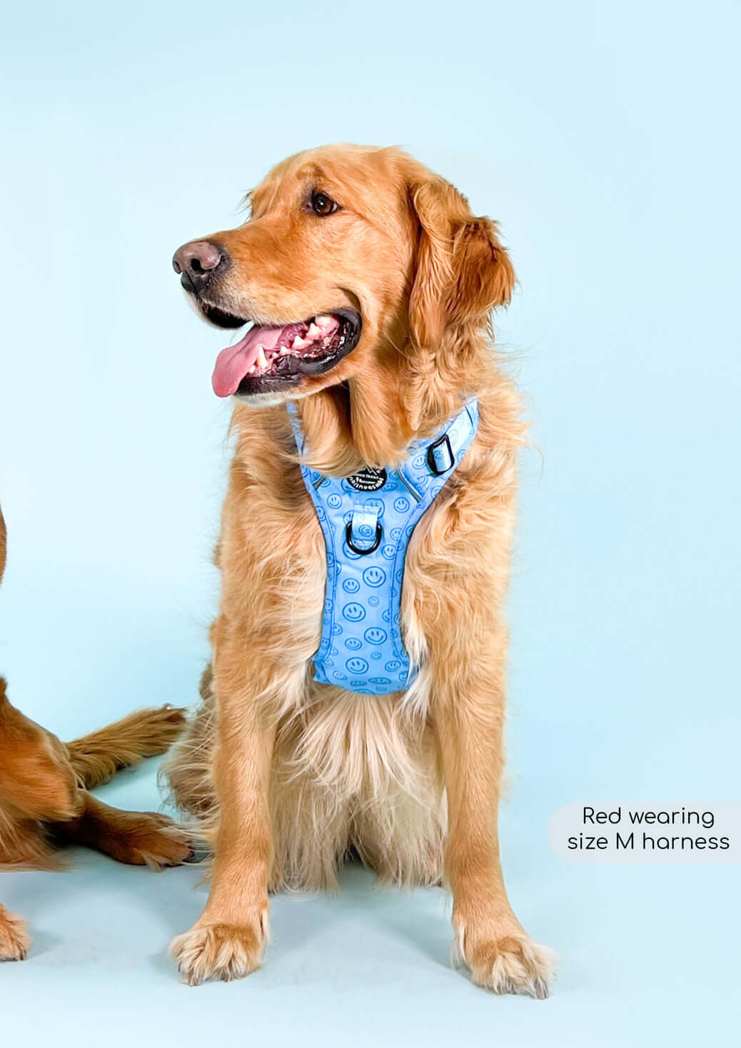 Pawsome Paws Boutique No Blue Mood Tough Trails Harness M
