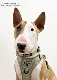 Pawsome Paws Boutique - Country Thyme Collar - Large