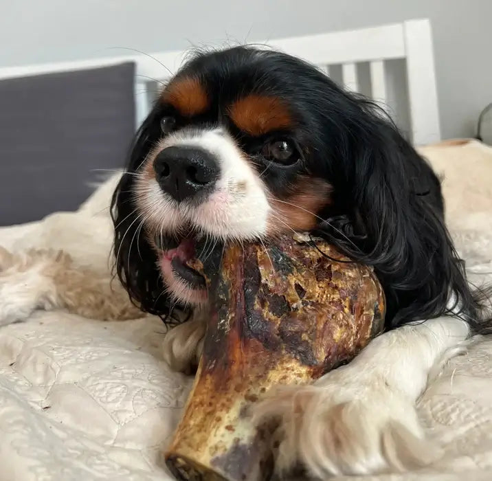 JR Pet Ostrich Knuckle Bone