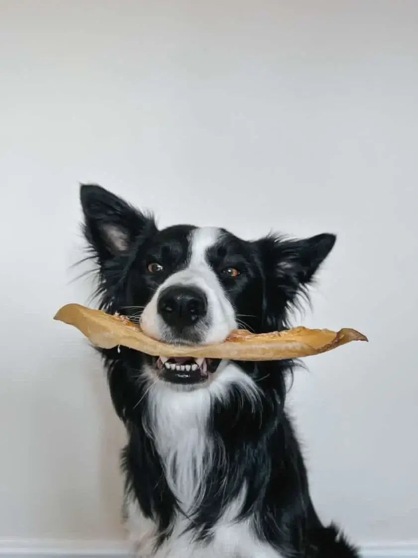 JR Golden Moon Bone