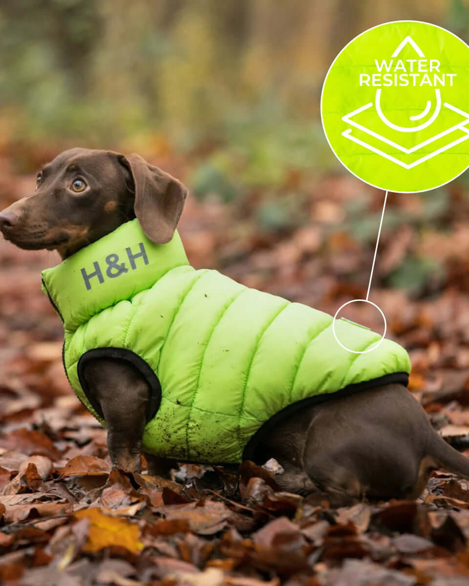 Hugo & Hudson Lime Green / Navy Puffer Jacket S35