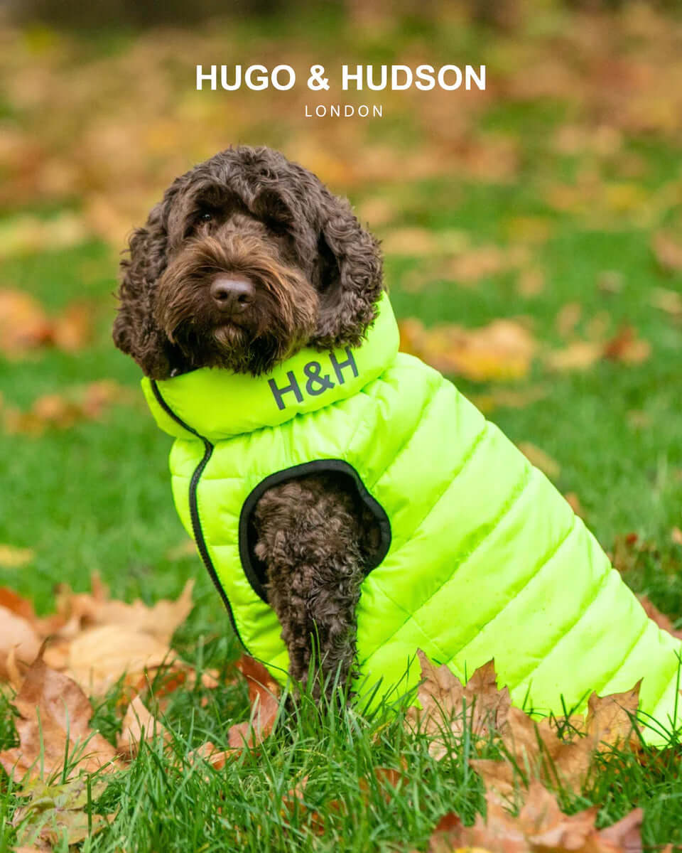 Hugo & Hudson Lime Green / Navy Puffer Jacket S35