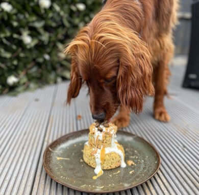 The Innocent Hound Birthday Cake Mix 255g