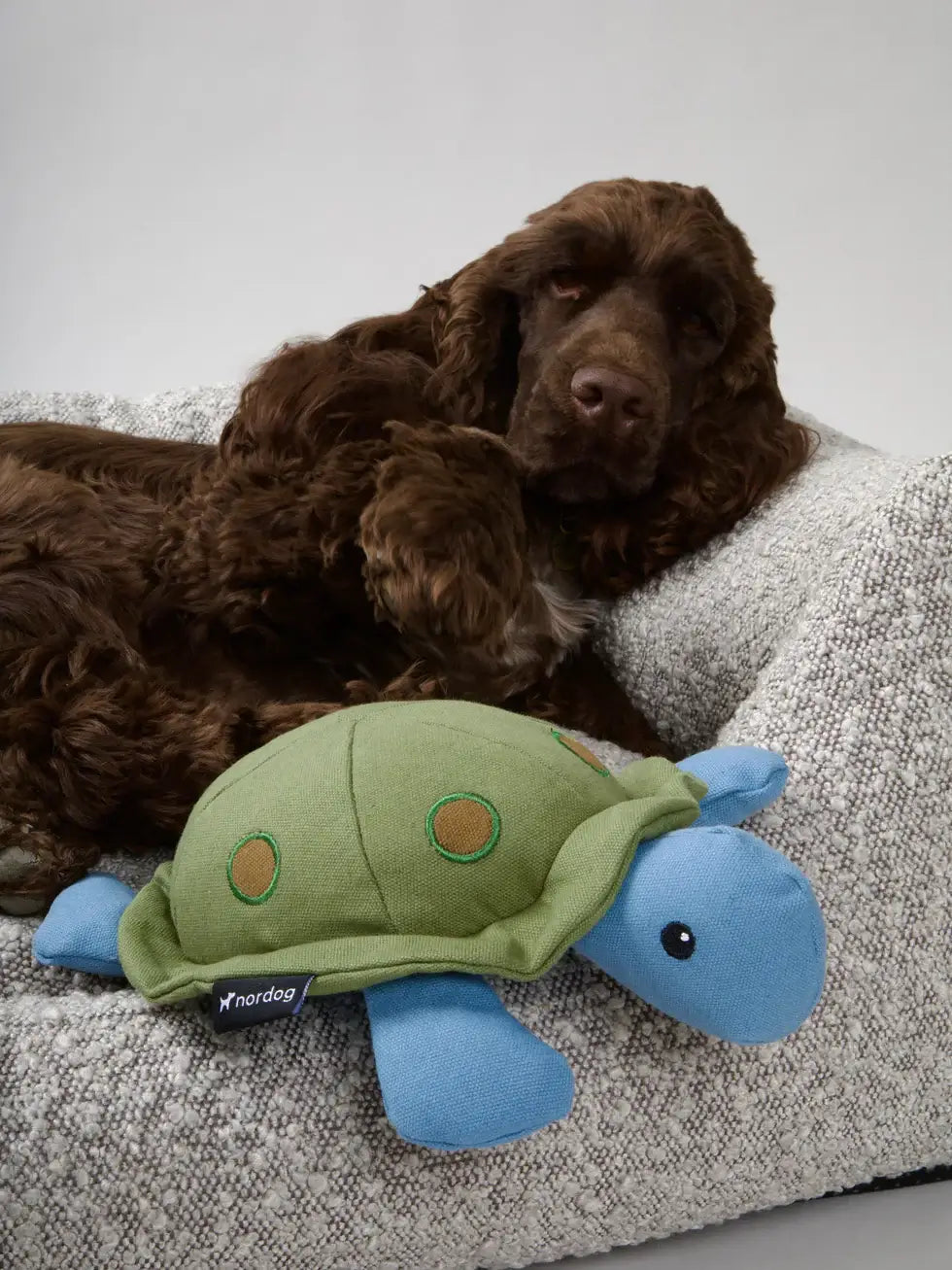 Nordog Kim the Turtle