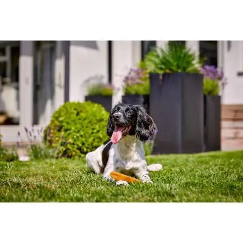 Yakers Turmeric Natural Dog Chew Medium