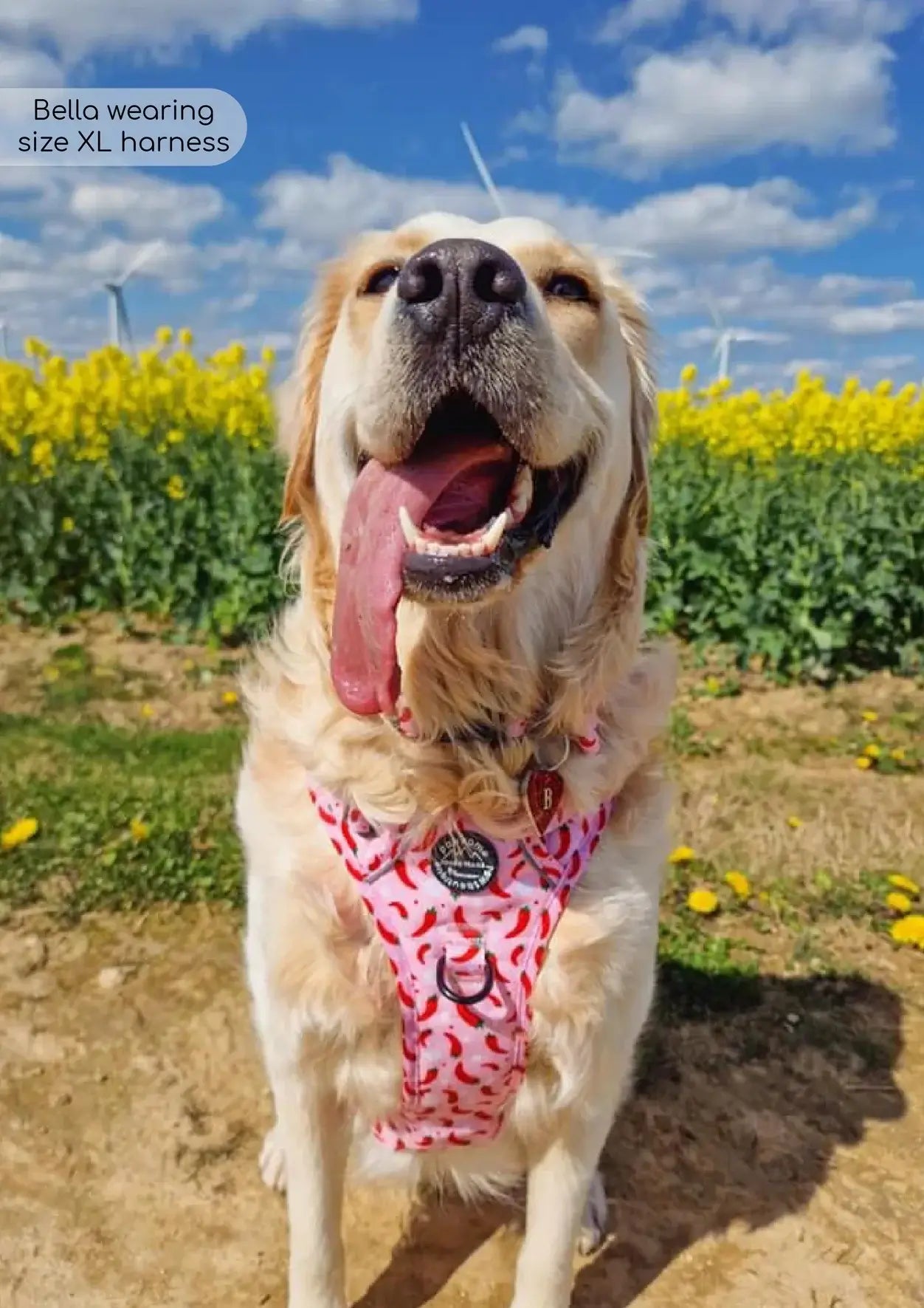Pawsome Paws Boutique Chilli Dog Tough Trails Harness Large