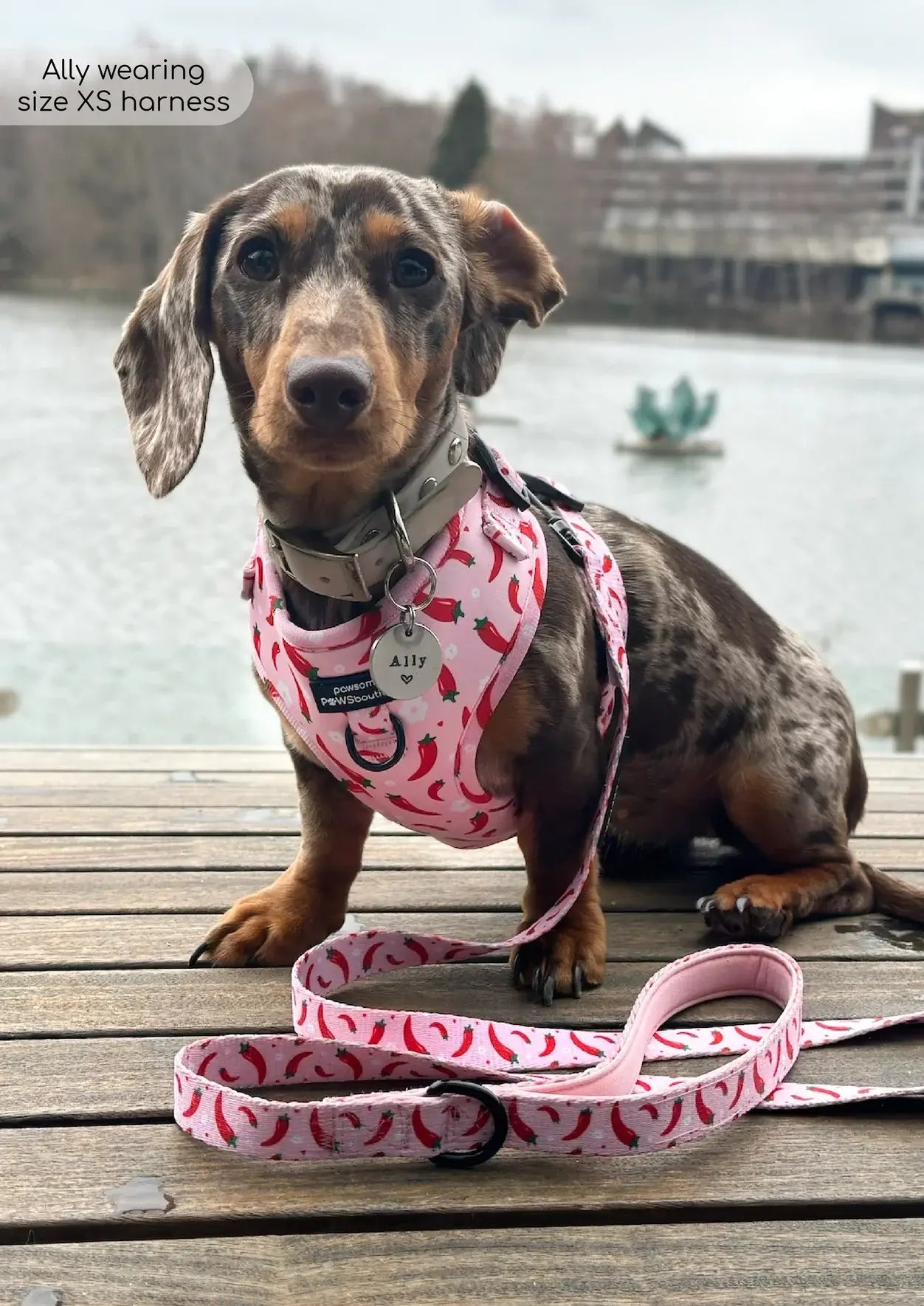 Pawsome Paws Boutique Chilli Dog Lead 5FT