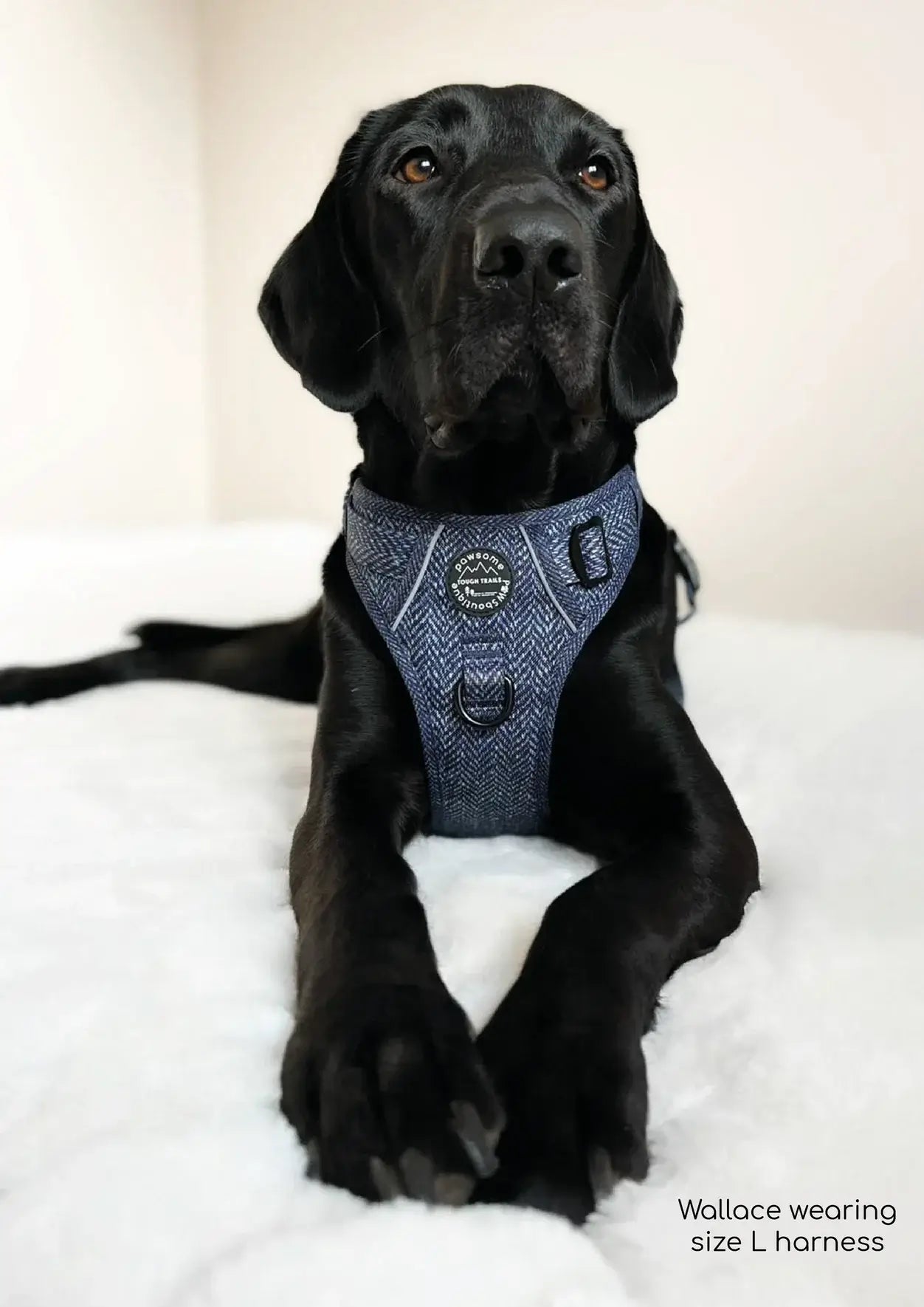 pawsome paws tough trails harness country navy medium