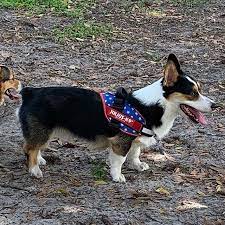 Julius K9 Stars & Stripes IDC Harness Size 0