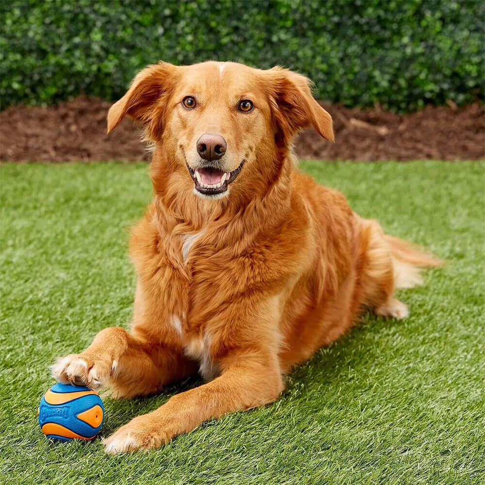 Chuckit! Ultra Squeaker Ball Medium (2 Pack)