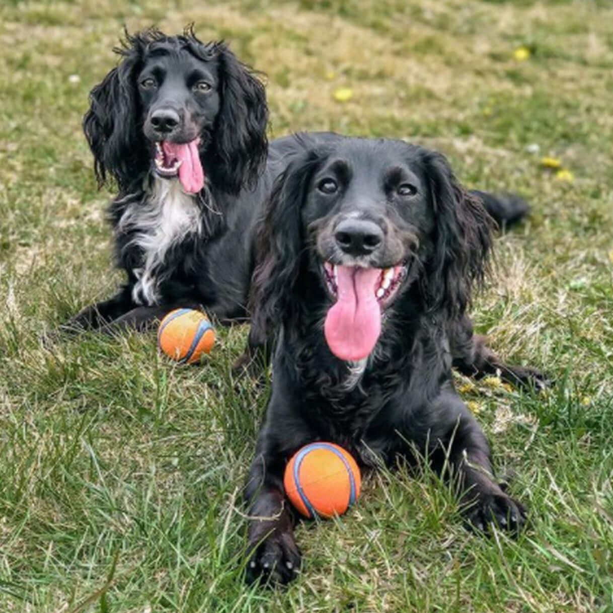 Chuckit! Ultra Ball Medium (2 Pack)