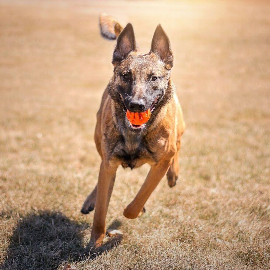 Chuckit! Air Fetch Ball XL