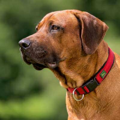 Collar Neoprene VP 50/M-L Nylon/Neoprene red/black