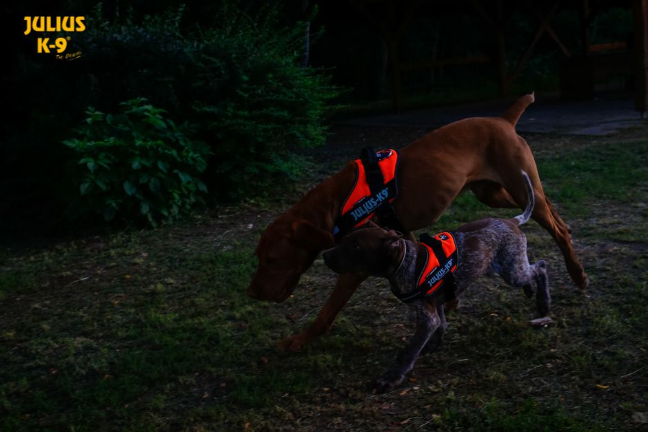 Julius k9 IDC?-Powerharness, Size: Mini-Mini UV orange