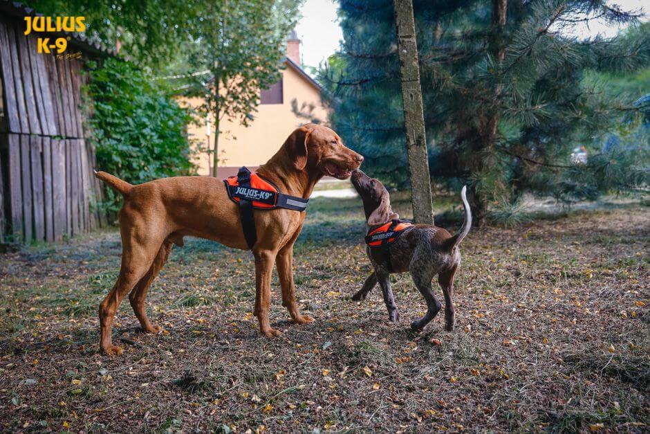 Julius k9 IDC?-Powerharness, Size: Mini-Mini UV orange