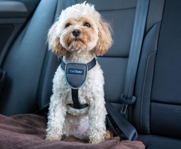 CarSafe Dog Travel Harness (S)
