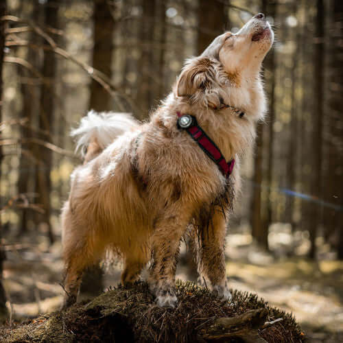 Orbiloc Dog Dual Safety Light White