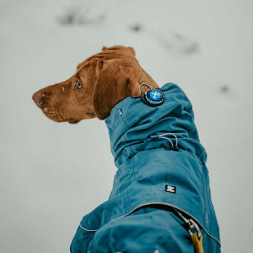 Orbiloc Dog Dual Safety Light Blue