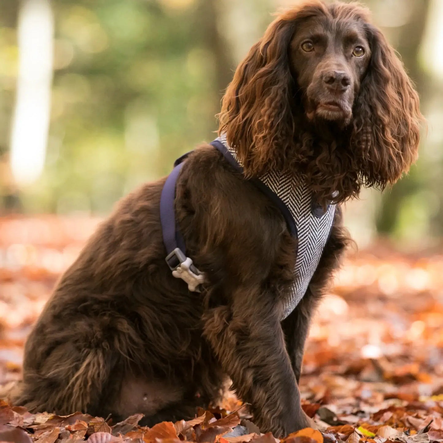 Hugo & Hudson Medium Navy Herringbone Harness