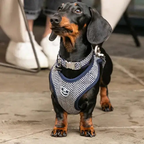 Hugo & Hudson Medium Navy Herringbone Harness