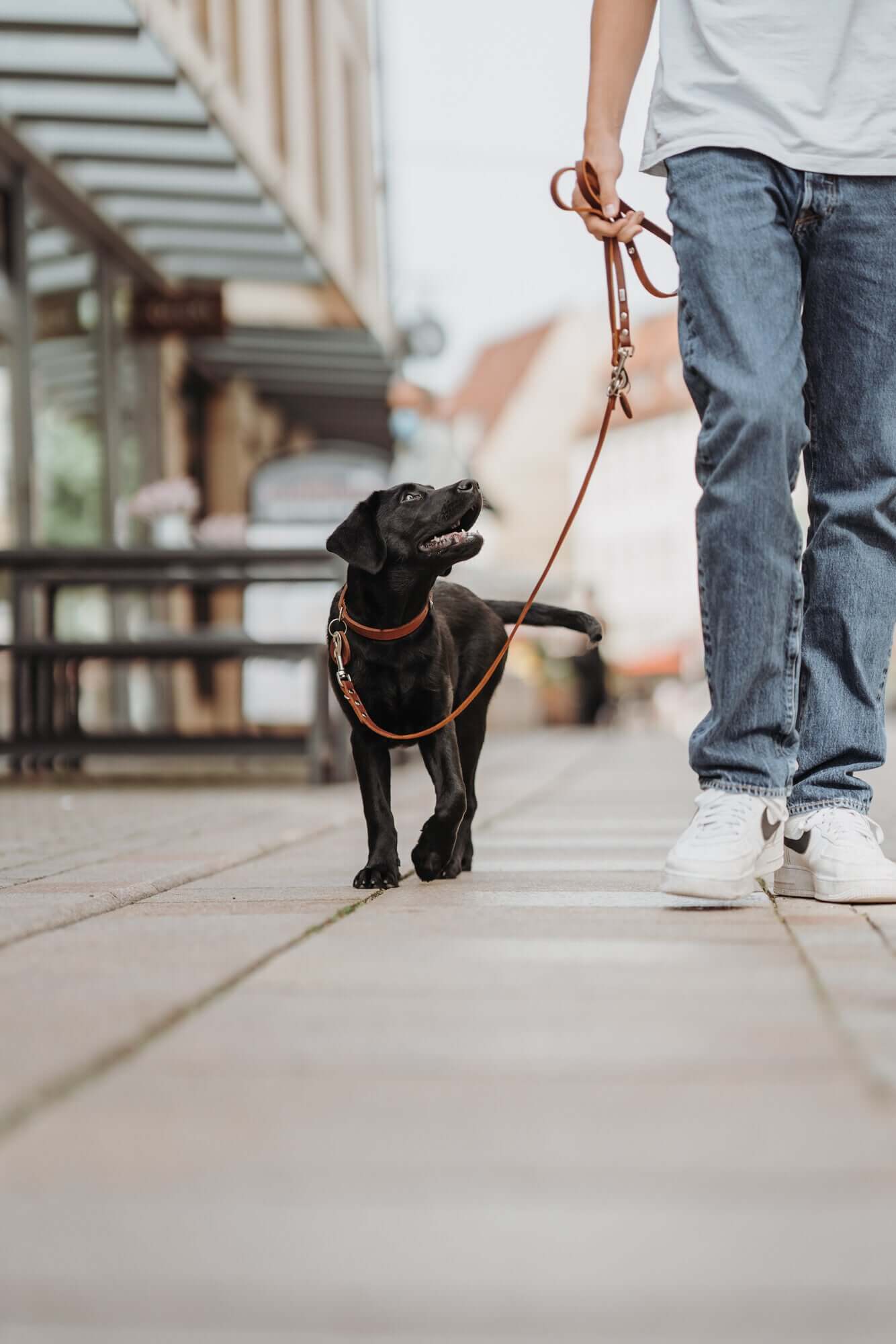 Collar Aalborg 37/XS-S Cowleather cognac