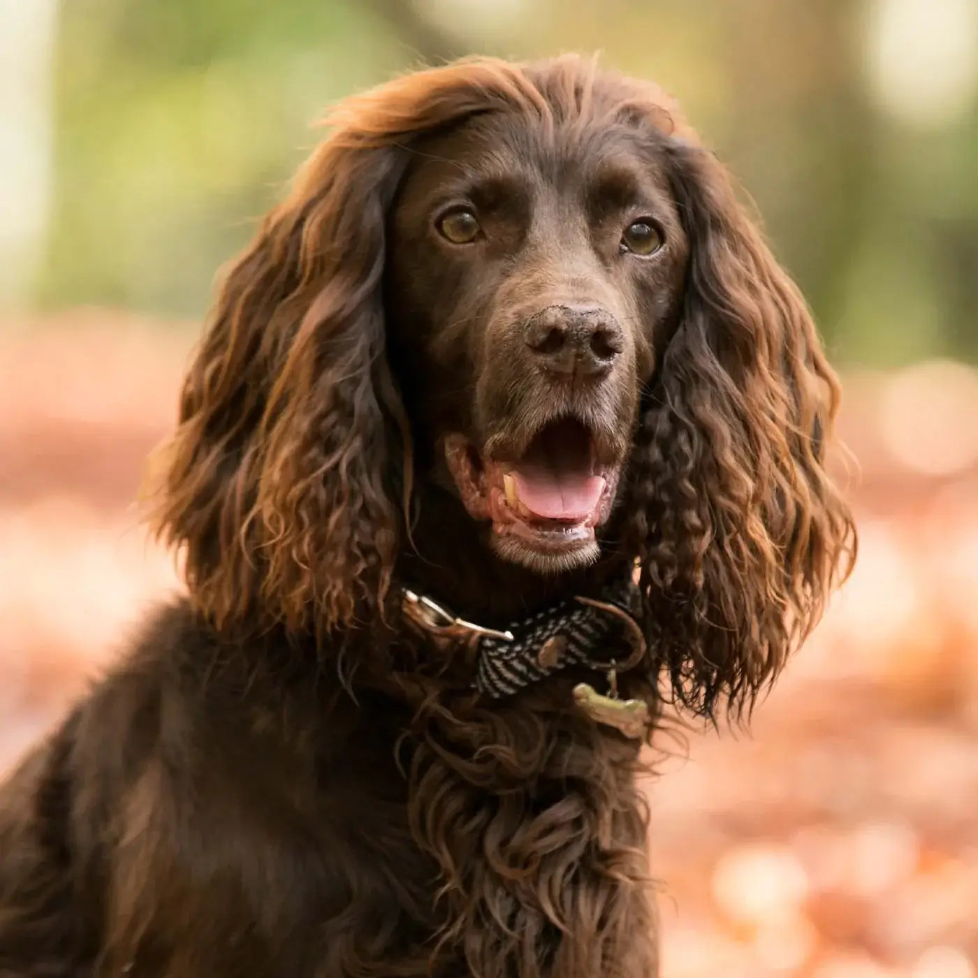 Hugo & Hudson Medium Navy Herringbone Collar