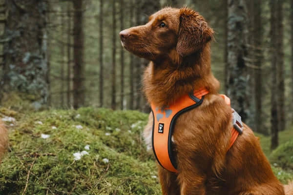 Hurtta Weekend Warrior Harness Peacock 60-80cm