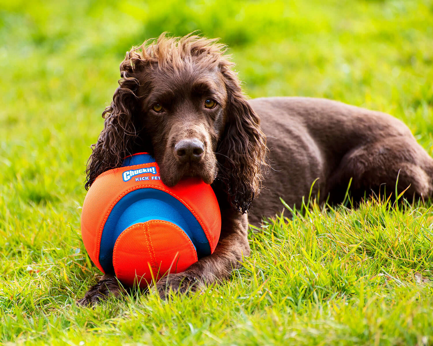 Chuckit! Kick Fetch Large