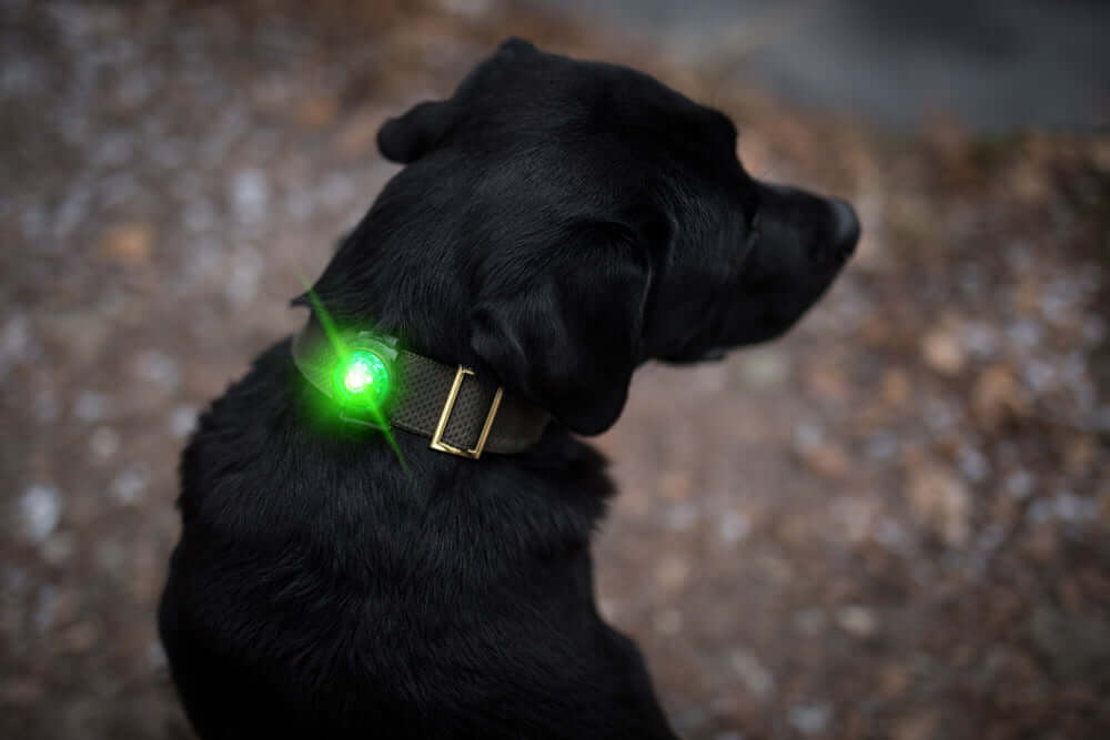 Orbiloc Dog Dual Safety Light Green