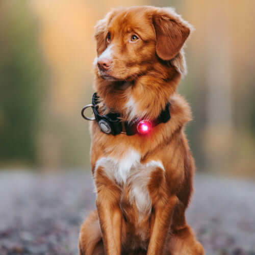 Orbiloc Dog Dual Safety Light Red