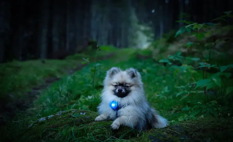 Orbiloc Dog Dual Safety Light Blue