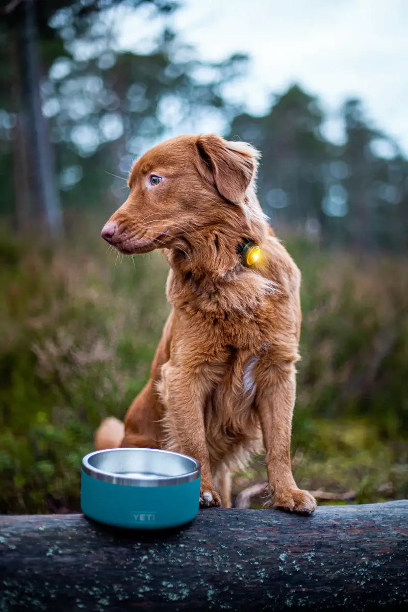 Orbiloc Dog Dual Safety Light Yellow