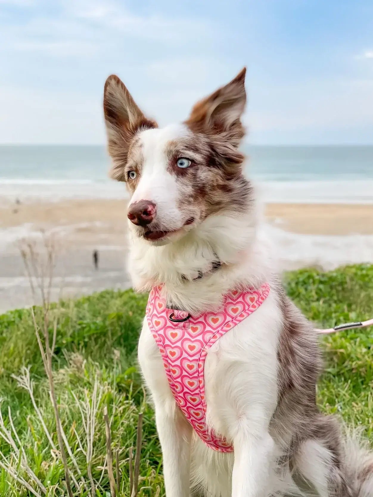 Pawsome Paws Boutique Hearts Adjustable Harness (M)