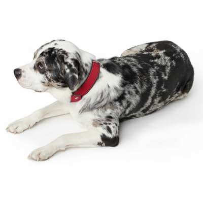 Collar Softie 55/M-L Artificial leather red/black