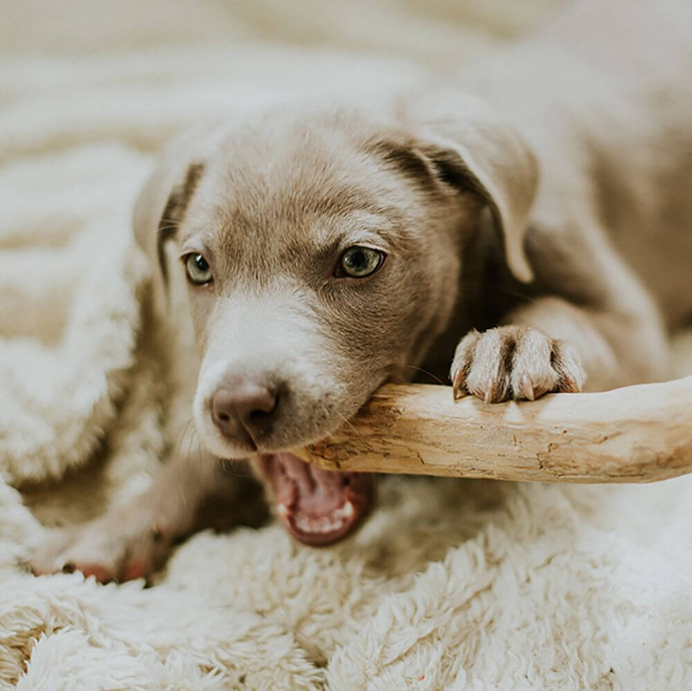 Canophera Coffee Wood Dog Chew Stick Medium