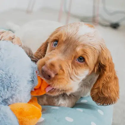 All For Paws Pups Heart Beat Sheep