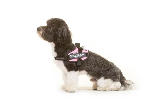 Julius k9 IDC?-Powerharness, Size: Mini-Mini, Pink
