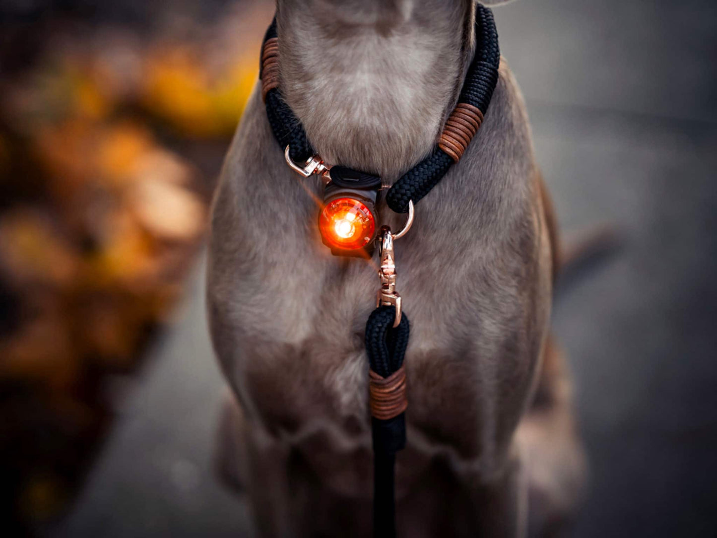 Orbiloc Dog Dual Safety Light Red