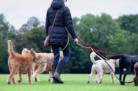 Need A Dog Walker In Harrogate?