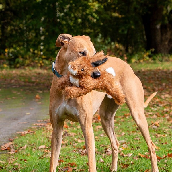 Ancol Heritage Hare Like Dog Toy